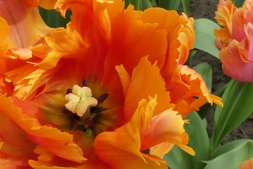 macro  tulip  orange