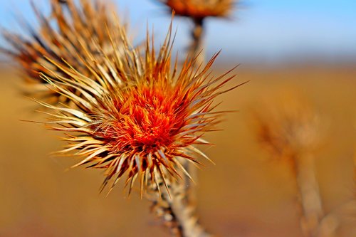 macro  nature  colorful