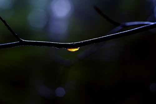 macro  drop  branch