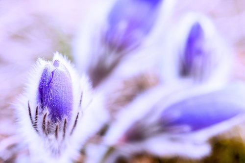 macro  flora  flower