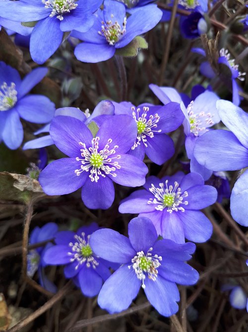 macro  spring  flowers