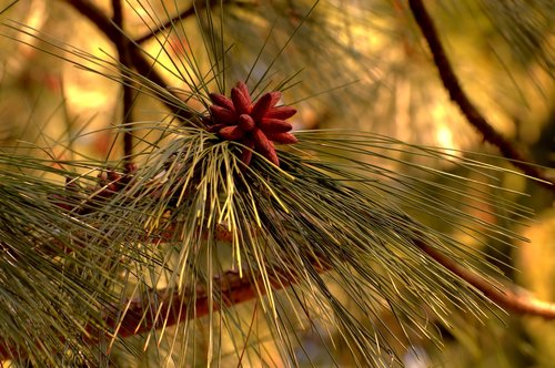 macro  nature  garden