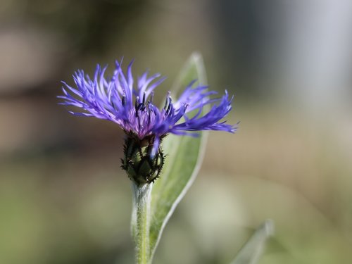 macro  flower  garden