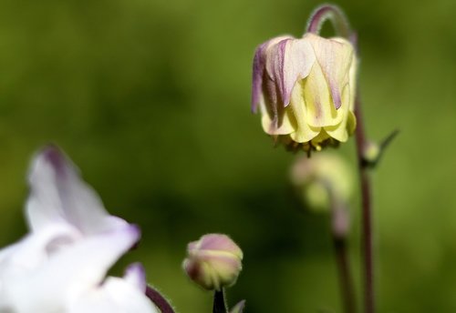 macro  flower  garden