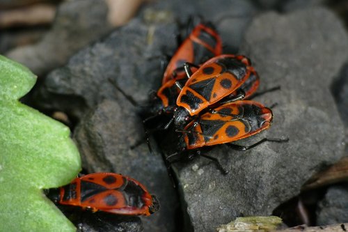 macro  nasty fire bug  pyrrhocoris apterus
