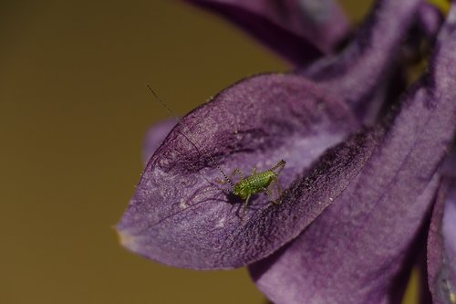 macro  grasshopper  insect