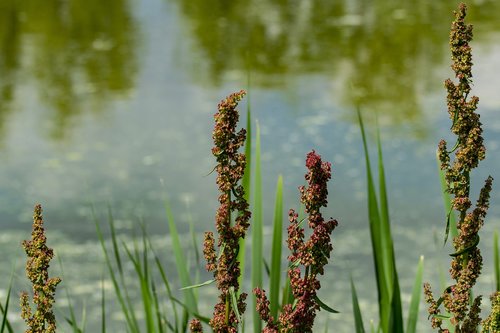 macro  flower  reed