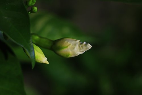 macro  green  nature