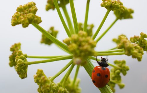 macro  plants  earth