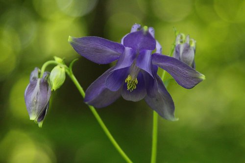 macro  flower  blue