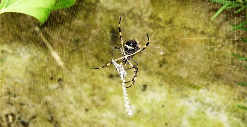 macro  insect  spider