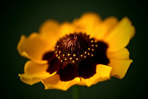 macro flower nature