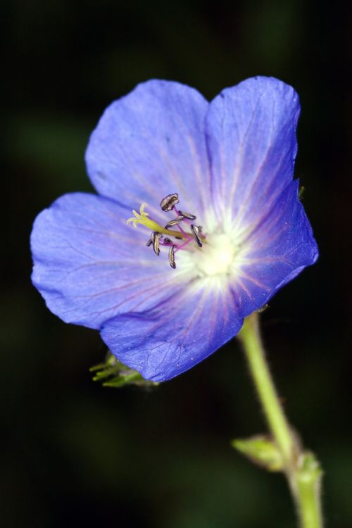 macro flower violet