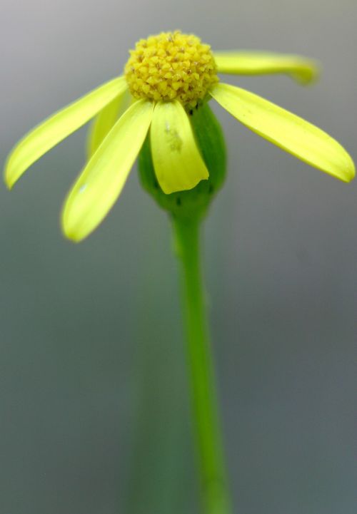 macro yellow flower