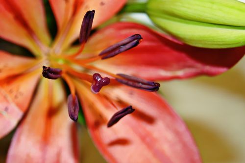 macro lily orange