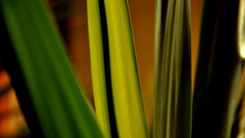 macro green nature