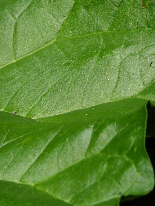 macro green leaf