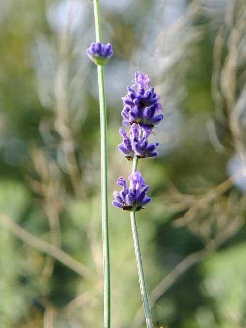 macro lavender plant