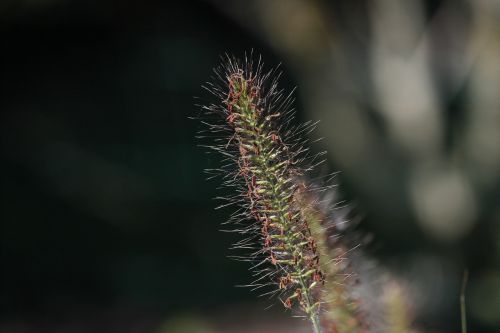 macro plant flower