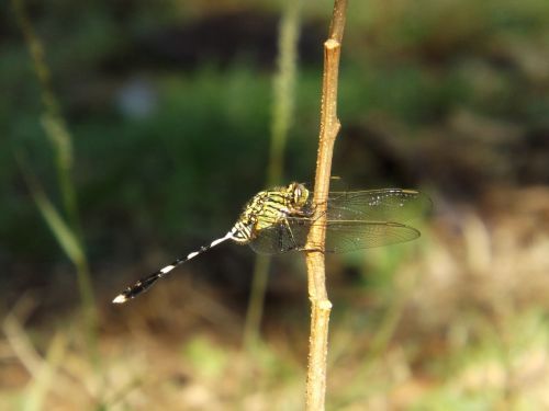 macro nature animal