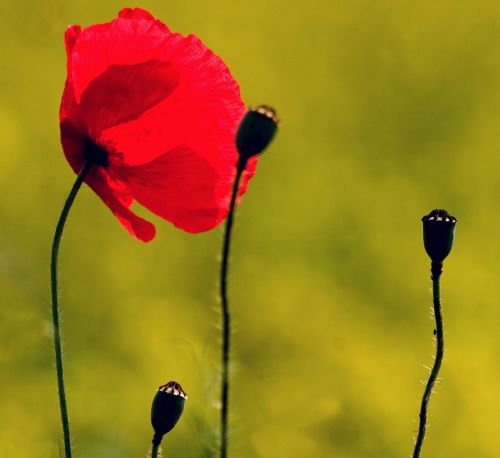 macro klatschmohn poppy flower