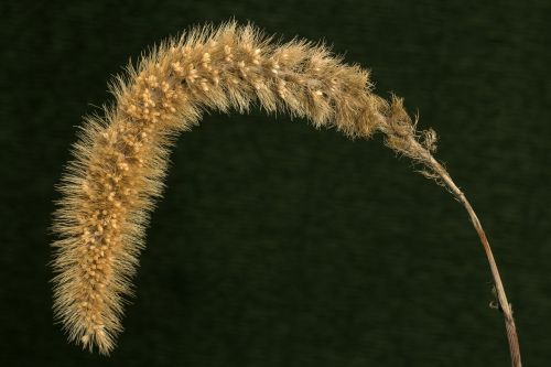 macro grass grass ear