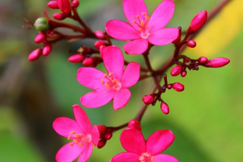 macro flower nature