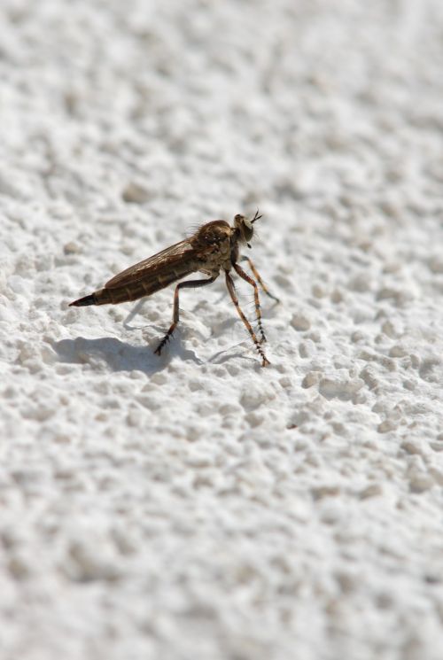 macro brake insect