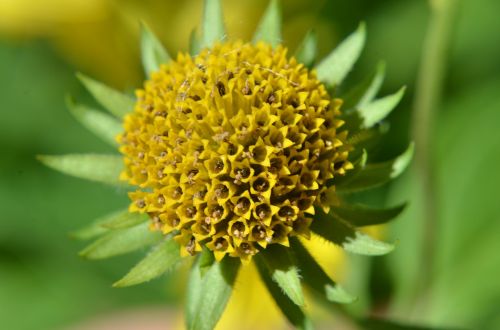 macro close-up flowers