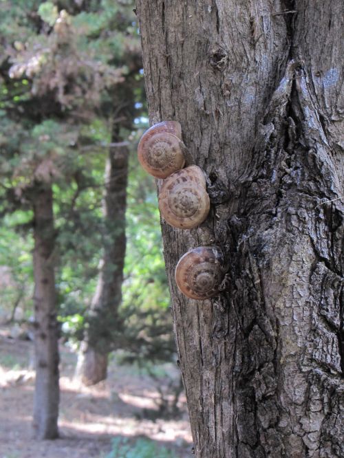 macro snails tree