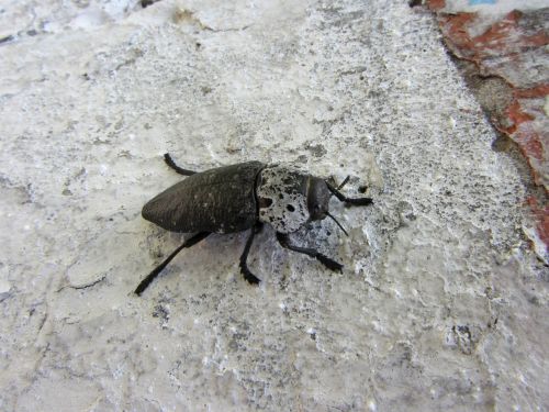 macro beetle yana