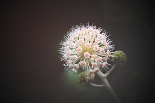 macro flower flora