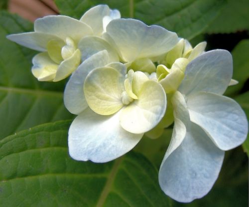 macro flower nature