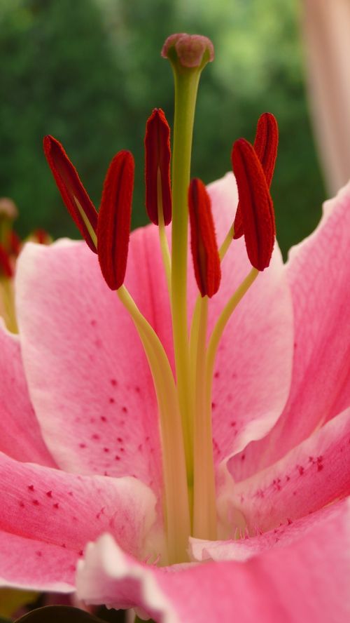 macro lily flower