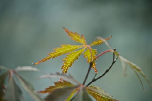 macro detail leaf