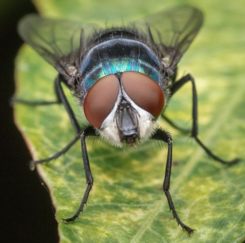 macro fly insect