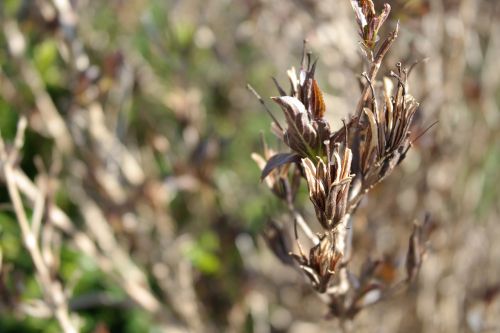 macro plant spring