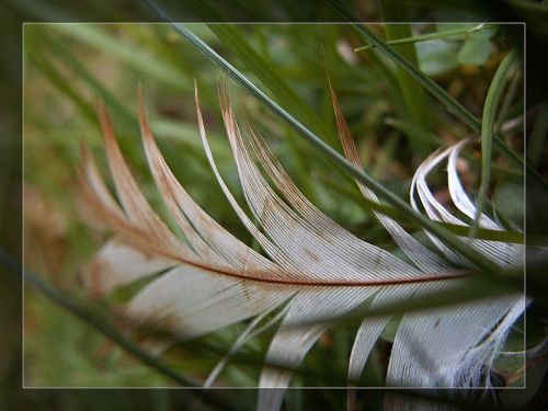 macro feather grass