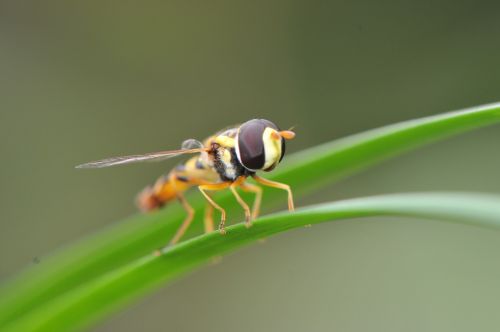 macro insect fly