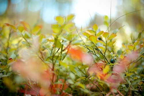 macro blueberry grass