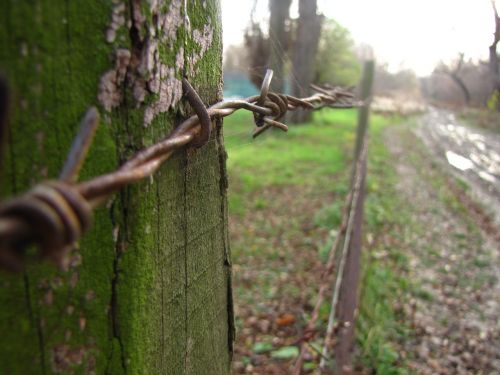 macro barbed wire autumn
