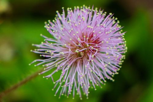 macro flower pollen