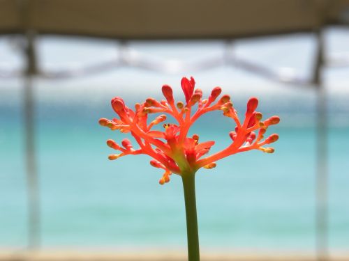 macro plant close-up