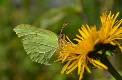 macro butterfly flying insects