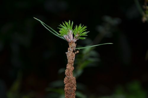 macro plant nature