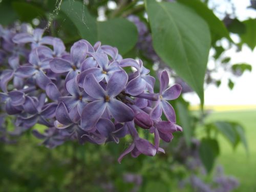 macro flower purple