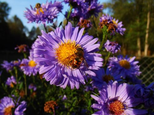 macro flower garden