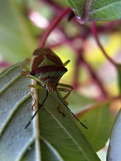 macro insect bug