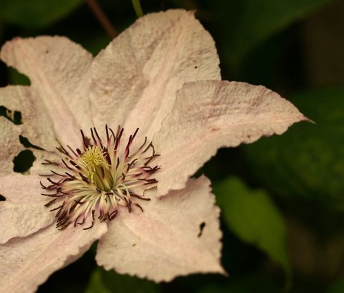 macro close blossom