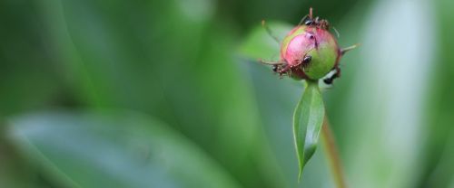 macro ants nature